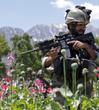ارتفاع انتاج الأفيون 55% في أفغانستان